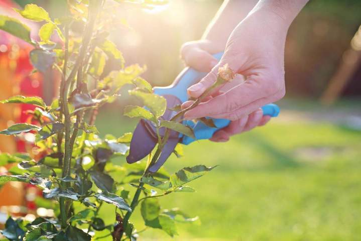 Entretien des roses La Ferté-en-Ouche