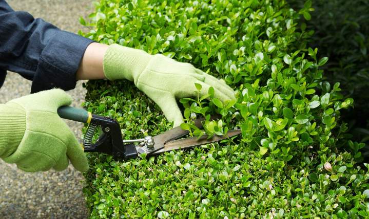Taille de haies La Ferté-en-Ouche